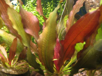 Эхинодорус Риндова Эхинодорус Риндова